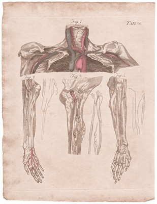 A View of the Lymphatics of the Superior Extremity...